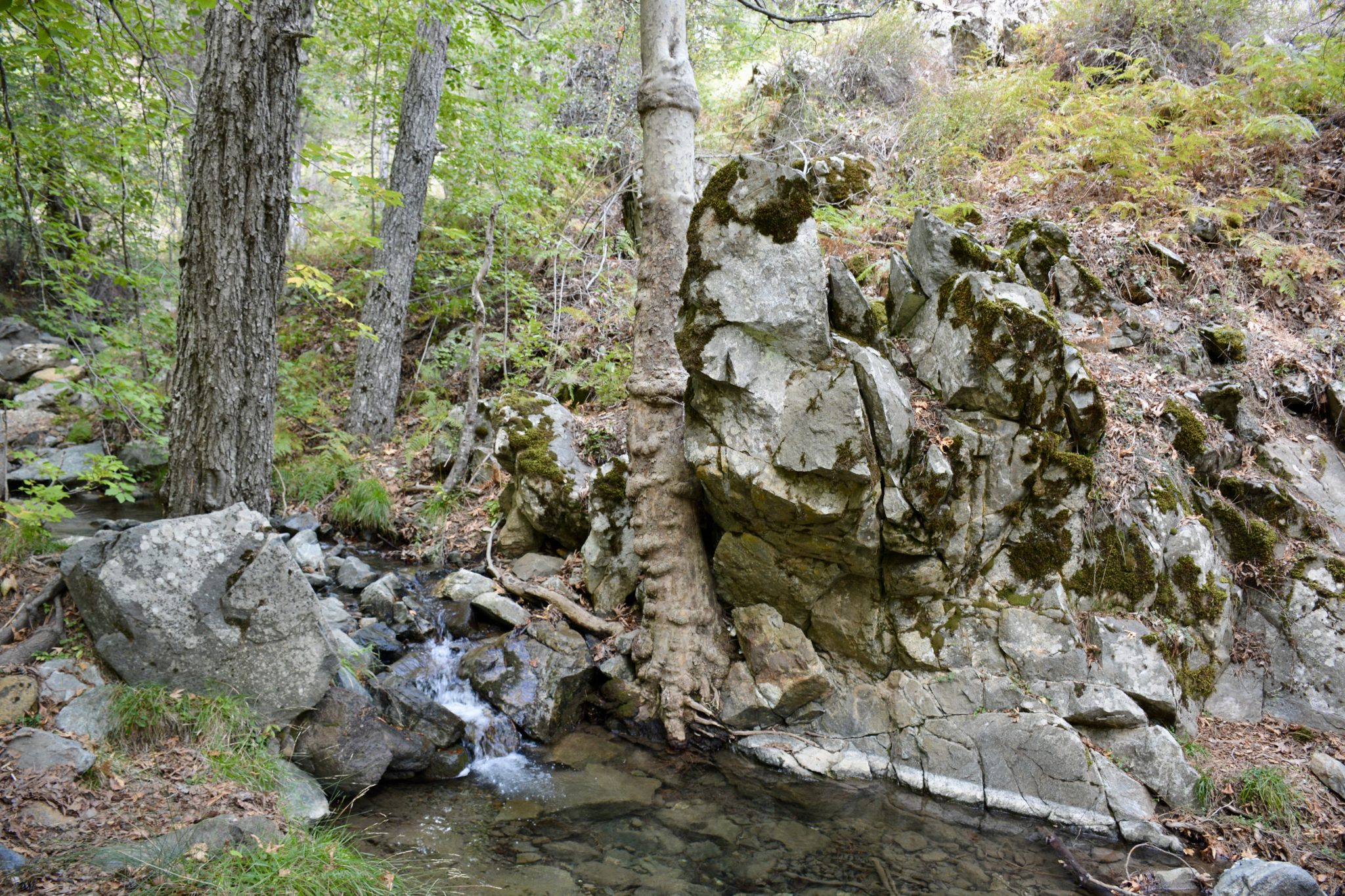 A forest stream flowing past mossy rocks in the Troodos Mountains, Cyprus