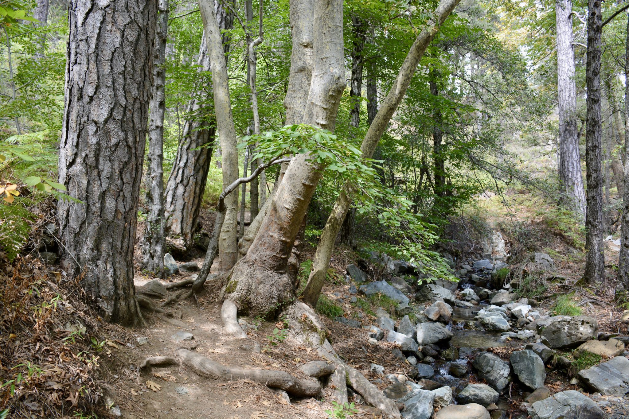 A narrow dirt path leading into dense pine woodland in the Troodos Mountains, Cyprus