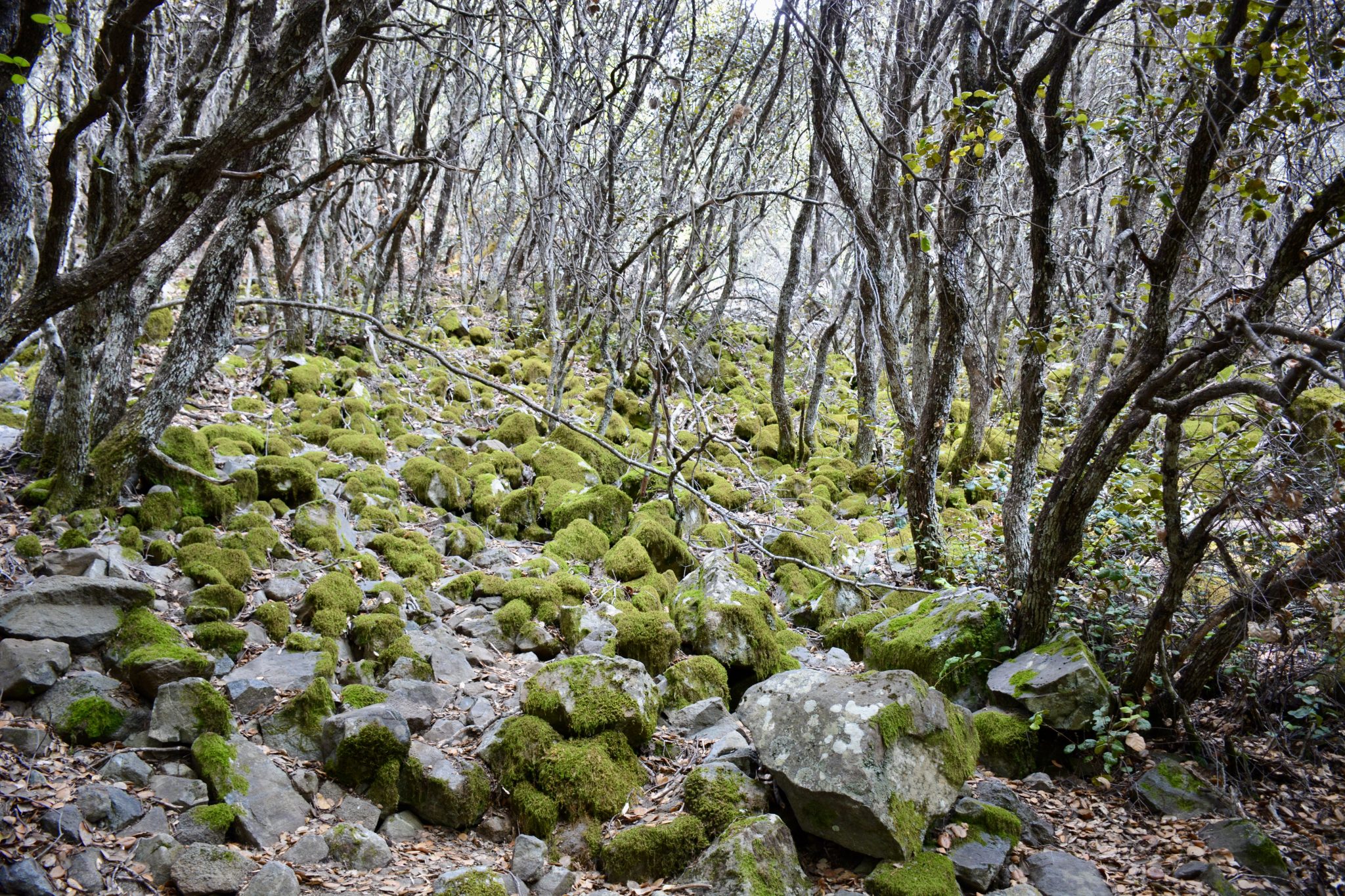 Moss-covered rocks and trees on the forest floor in the Troodos Mountains, Cyprus