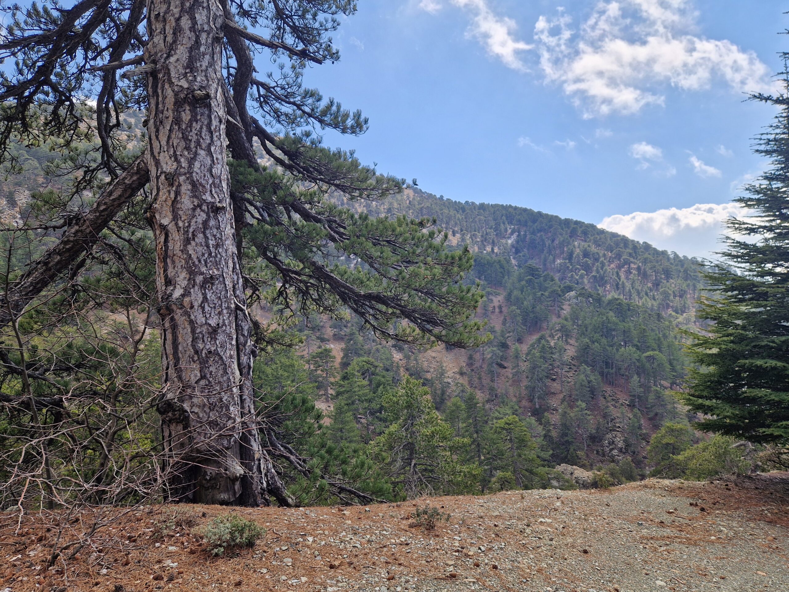 Mount Olympus (Chionistra), the highest peak of the Troodos range in Cyprus, seen from the north